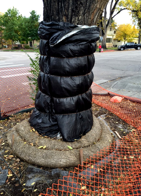 Tree protection during construction