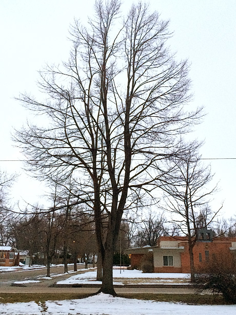 well pruned linden tree