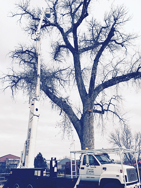 Using our crane to prune tall cottownwood