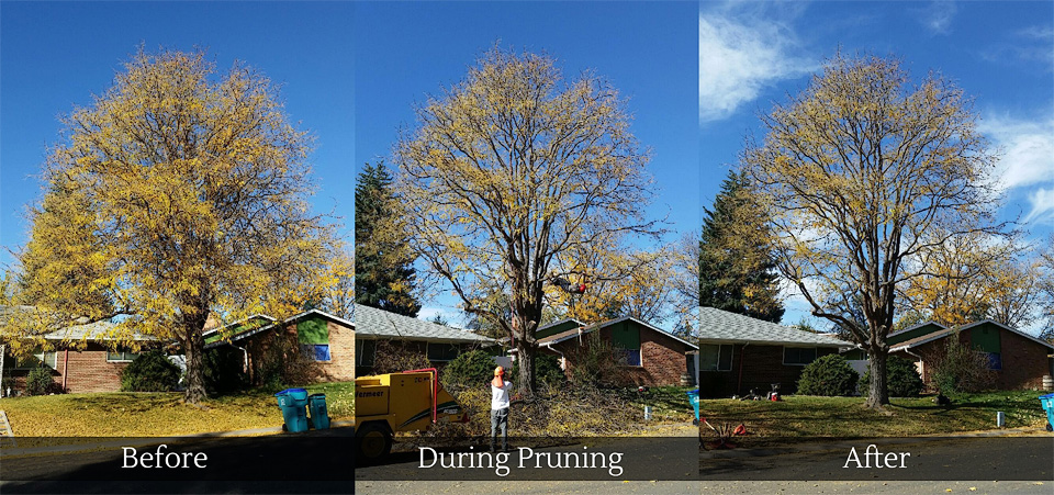 Tree Pruning