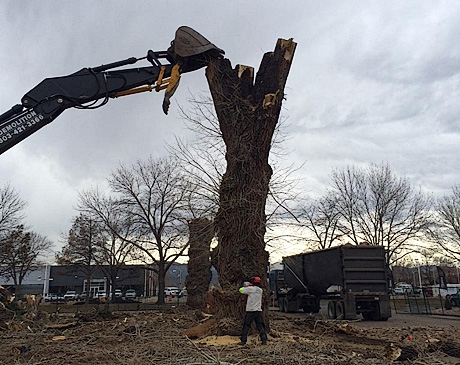 Tree Removal