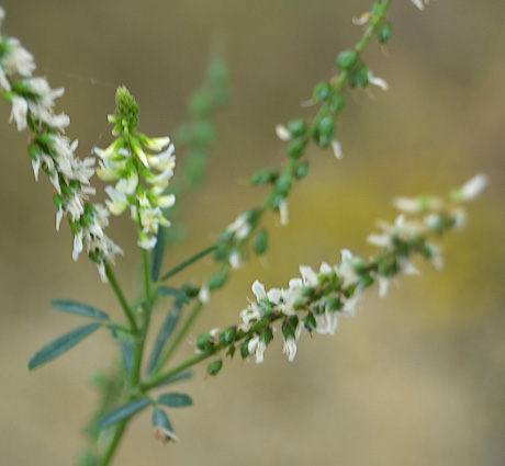 White Sweet Clover